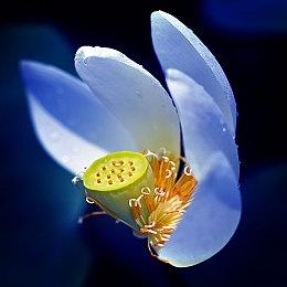 这款98%好评像素种田游戏又更新了 现在还能免费玩